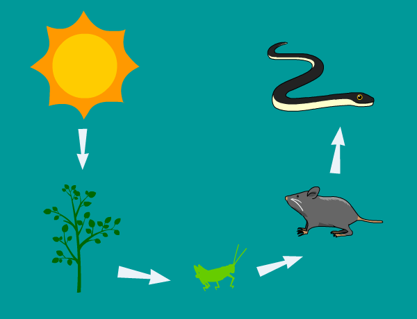 Image for Food Chain